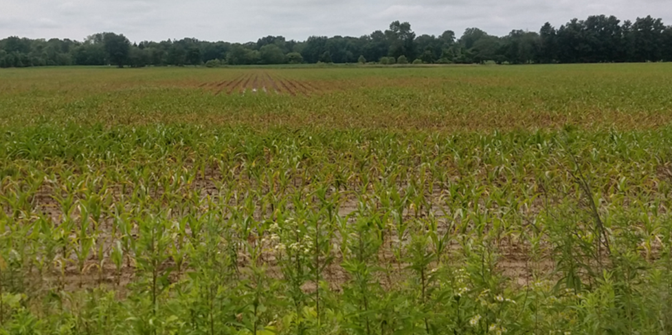 Corn field damaged by repeated flooding
